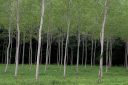 Dordogne Forest