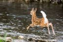 Leaping Fawn