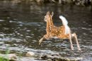 Leaping Fawn