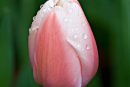 Pink Tulip with Raindrops