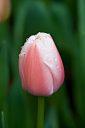 Pink Tulip with Raindrops