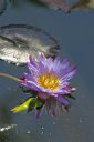 Purple Water Lily